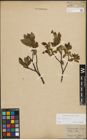Foto von Salix phylicifolia L.